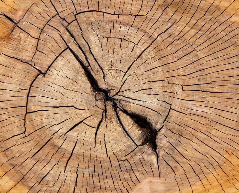 انواع چوب بلوط